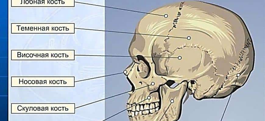Что можно найти в черепе человека