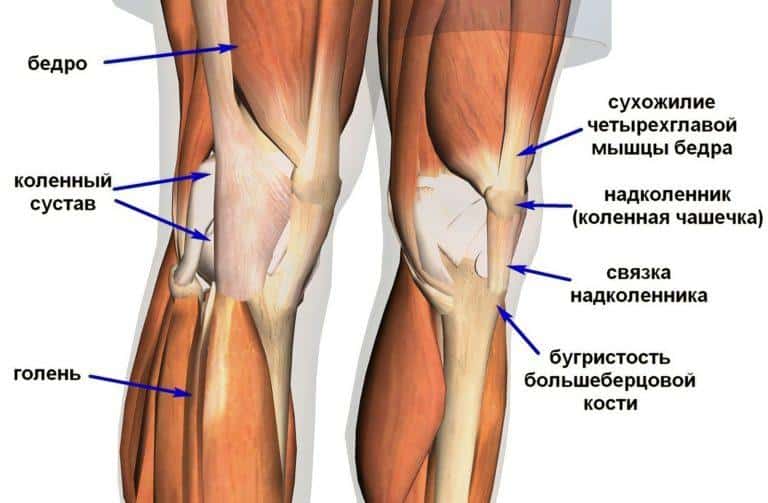 Как называется задняя часть колена