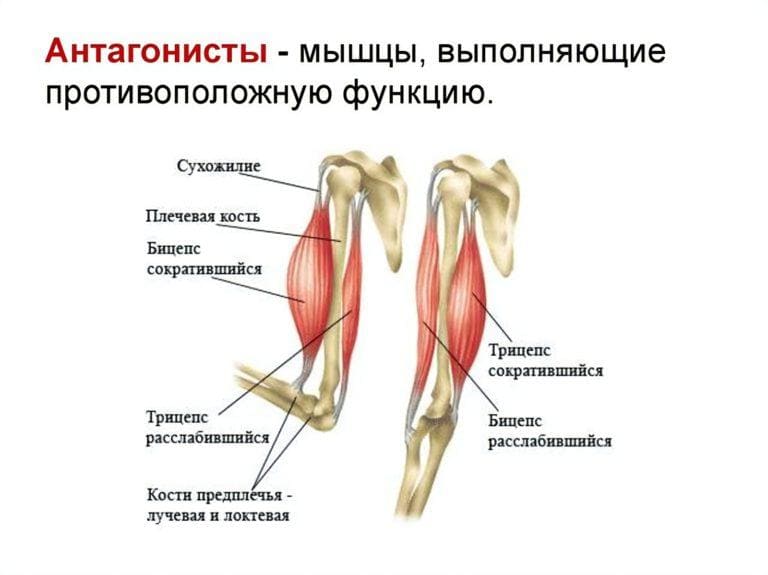 Хари кришна хари рама что это