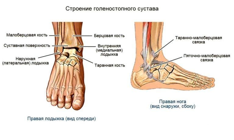 Кость на стопе сбоку как называется