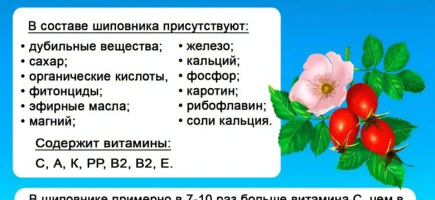 Шиповник что содержит