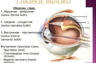 Сколько оболочек имеет глазное яблоко