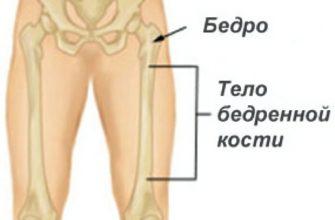 Бедра это где у человека