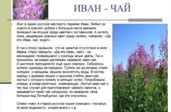 Иван чай почему так называется
