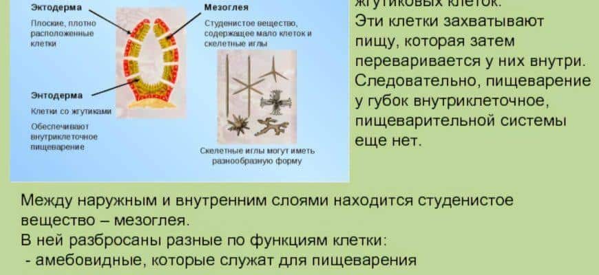 Как осуществляется питание и пищеварение у губок
