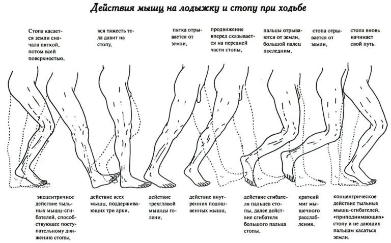 Как правильно ставить стопу при ходьбе