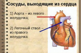 Какой сосуд выходит из правого желудочка