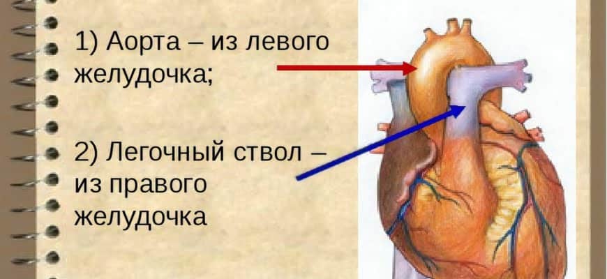 Какой сосуд выходит из правого желудочка