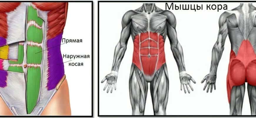 Мышцы кора что это