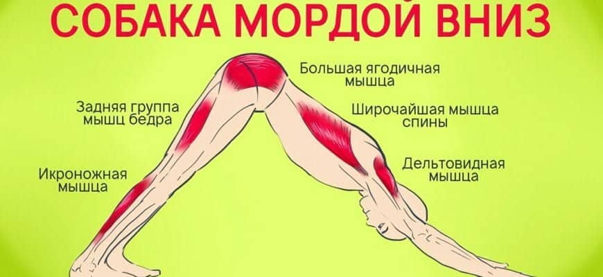 Собака мордой вниз йога как правильно делать