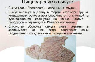 Сычуг что это такое