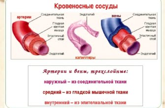 В какой ткани нет кровеносных сосудов